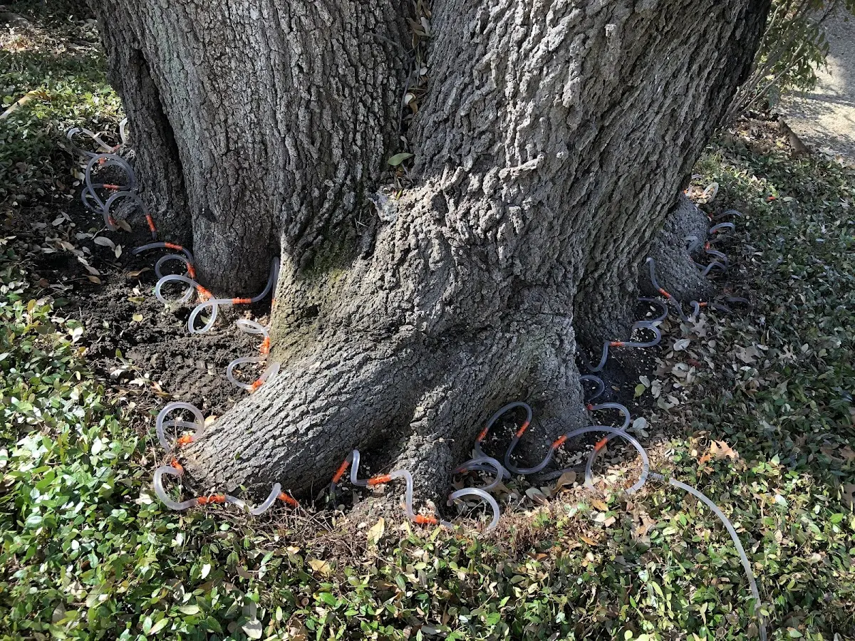 Detailed Tree Cabling and Bracing job site in Check
