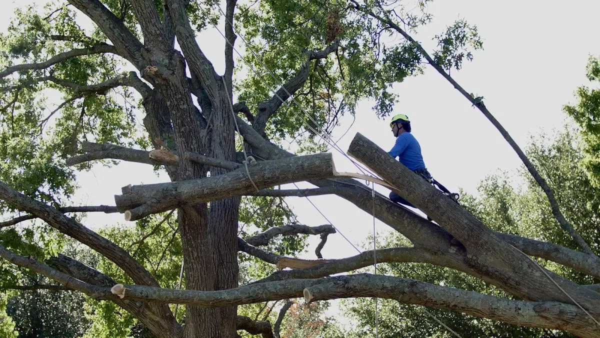 Professional Crown Thinning performed by certified arborists in Check